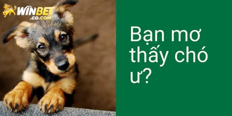 Giải mã chi tiết mơ thấy chó đánh con gì?